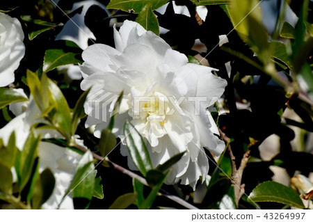 White Kantsubaki Blooming in Mitaka Nakahara (Yabutsubaki) 43264997