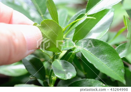 A day before hatchling eggs of the pupa 43264998