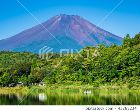 Fuji seen from the shore of Lake Yamanaka Fuji seen from the shore of Lake Yamanaka 43265234