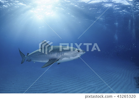 Sharks swimming in the Bahamas 43265320