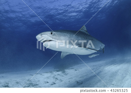 Sharks swimming in the Bahamas 43265325