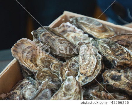 Oysters for sale at the seafood market 43266236
