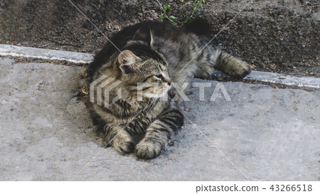 Cat sitting on the alley Cat sitting on the alley 43266518