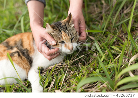 touch a cat 43266737