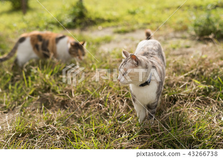 two cat family 43266738