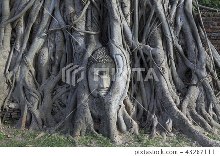 Buddha head of Ayutthaya Wat Mahathat 43267111