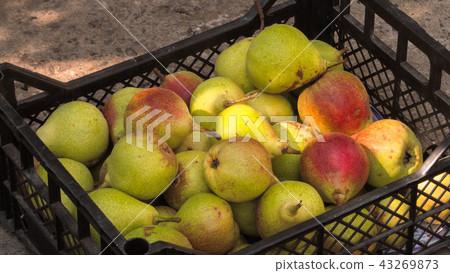 Ripe pears in a plastic box on the earth Ripe pears in a plastic box on the earth 43269873
