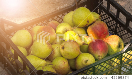 Ripe pears in a plastic box on the earth Ripe pears in a plastic box on the earth 43269874