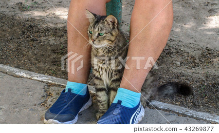 A cat sitting at the feet of a standing man A cat sitting at the feet of a standing man 43269877