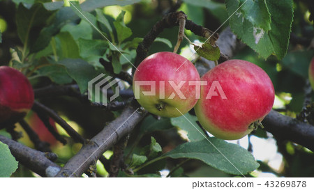 Ripe apples on the tree Ripe apples on the tree 43269878