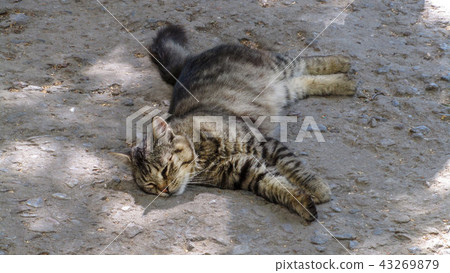 Cat sitting on the alley Cat sitting on the alley 43269879