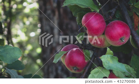 Ripe apples on the tree Ripe apples on the tree 43270086