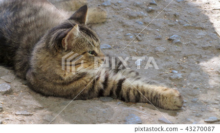 Cat sitting on the alley Cat sitting on the alley 43270087