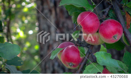 Ripe apples on the tree Ripe apples on the tree 43270088