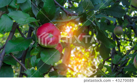 Ripe apples on the tree Ripe apples on the tree 43270089