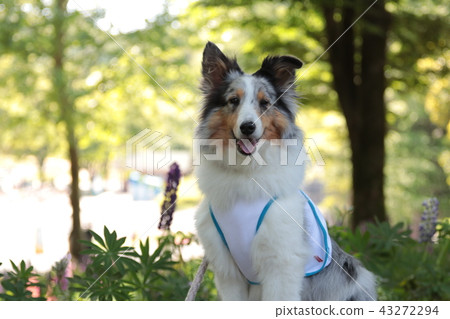 Sheltie sitting under a tree 43272294