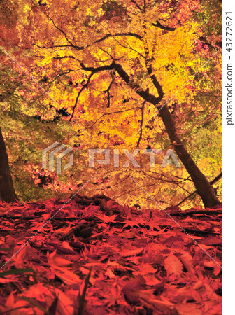 Momiji-14459的落葉 43272621