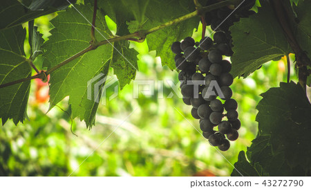 Grape harvest concept. Ripe Grapes Grape harvest concept. Ripe Grapes 43272790