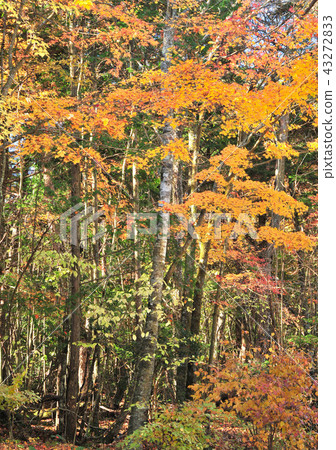 Autumn leaves of Aokigahara Jukai-14 314 Autumn leaves of Aokigahara Jukai-14 314 43272833