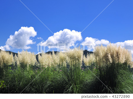Pampas grass and blue sky-14192 43272890