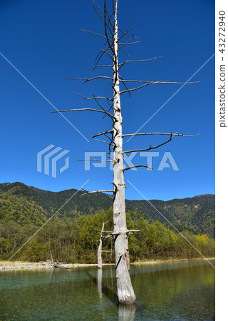 大正池塘在秋天 大正池塘在秋天 43272940