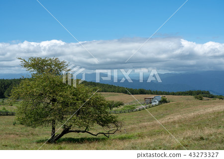 [Nagano Prefecture] Ranch in the High Bocchi Plateau in summer 43273327