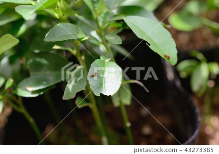 1st instar larvae of Namihaha (Kunkan on the day of hatching) 43273385