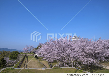 Cherry blossoms and Marugame Castle in full bloom 43273449