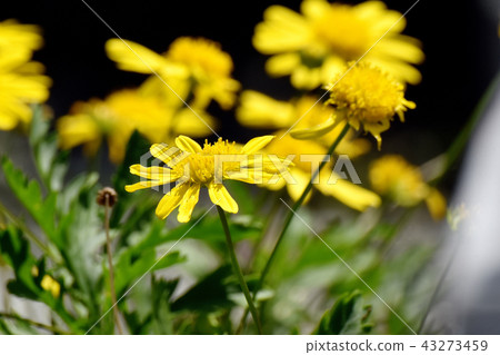 Choledopsis blooming in Mitaka Nakahara Choledopsis blooming in Mitaka Nakahara 43273459