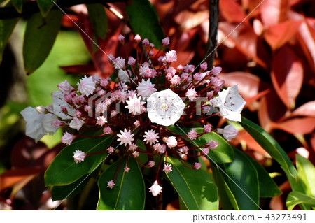 Karmia blooming in Mitaka Nakahara (American rhododendron) 43273491