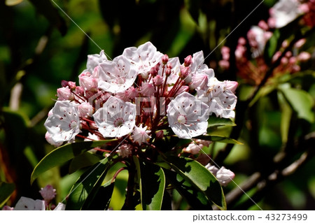 Karmia blooming in Mitaka Nakahara (American rhododendron) 43273499