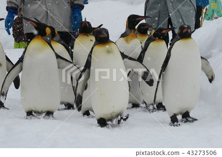 A penguin walk (Asahiyama Zoo) A penguin walk (Asahiyama Zoo) 43273506