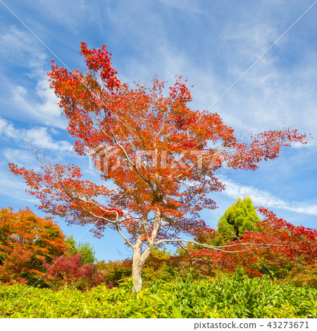 Colorful autunm tree. 43273671