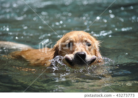 河流的卡魯納玩 43273773