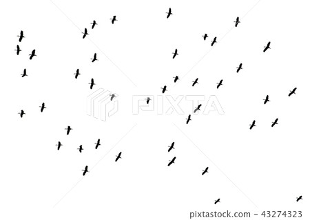 Flying birds isolated on white.  Migratory bird. 43274323