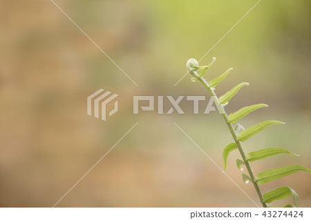 Green leaf in the morning with blurred background. Green leaf in the morning with blurred background. 43274424