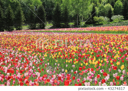 鬱金香領域 43274817