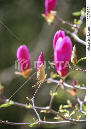 Jeollanam-do, Korea, Damyang, Sosangwon Jeollanam-do, Korea, Damyang, Sosangwon 43274924