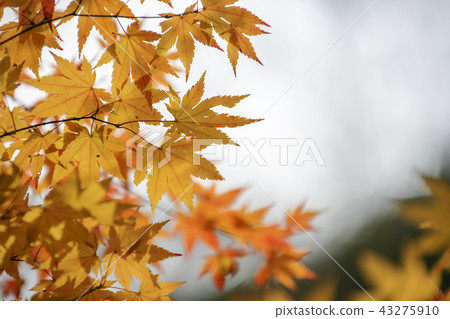 Maple leaf Maple leaf 43275910