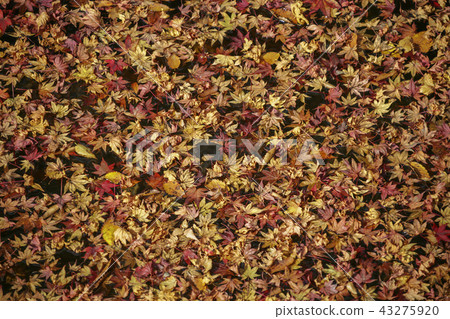 Maple leaf Maple leaf 43275920