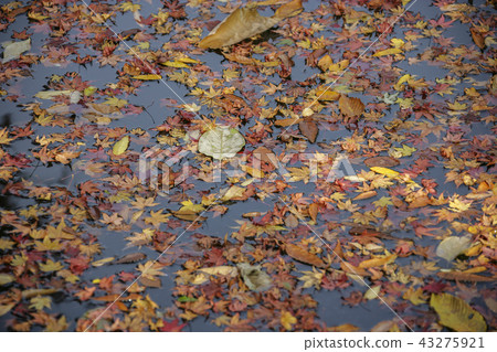 Maple leaf Maple leaf 43275921