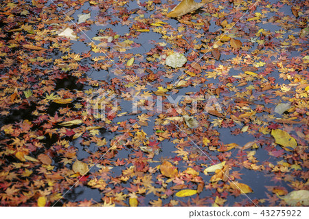 Maple leaf Maple leaf 43275922