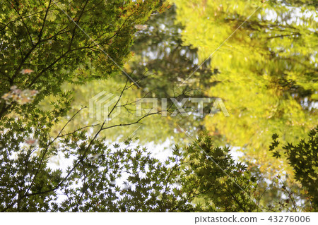 Jeollanamdo, Korea, Changseong County, Baekyangsa Jeollanamdo, Korea, Changseong County, Baekyangsa 43276006