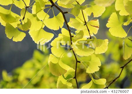 Jeollanamdo, Korea, Changseong County, Baekyangsa Jeollanamdo, Korea, Changseong County, Baekyangsa 43276007