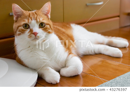 變冷與地板的茶白色貓 43276397