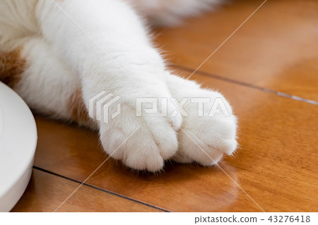 A tea white cat chilling with flooring A tea white cat chilling with flooring 43276418
