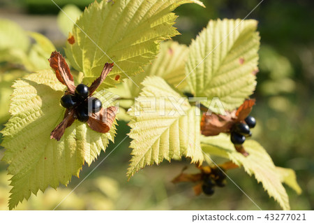 Spruce fruits of autumn soon Spruce fruits of autumn soon 43277021