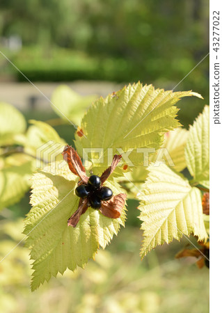 秋天的雲杉果子很快 秋天的雲杉果子很快 43277022