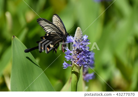Jaco Swallowtail and Mizuaoi 43277070