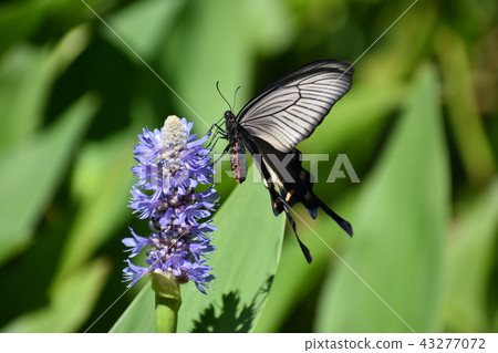 Jaco Swallowtail and Mizuaoi 43277072